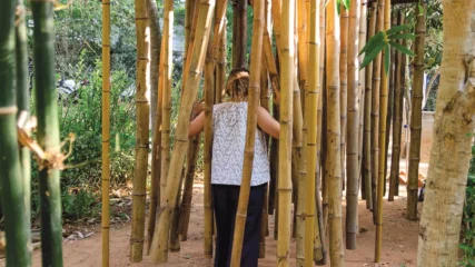Bamboo Grove